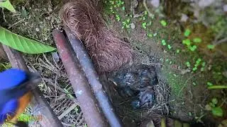 Cuckoo lies still on the ground, lifeless&mdash; a victory for the natives杜鹃鸟在地上一动不动，彻底没有了气息，属于原住民的胜利