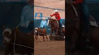Old West Roping Breakaway Res Champ CR TUFF PEP, owned by Nick Travaglia, shown by Sarah Angelone