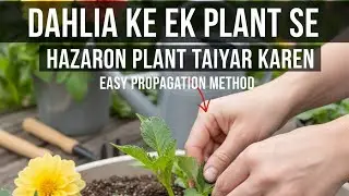 Daheliya ke ek plant se lagaye 1000 naye paudhe! | Dahlia cutting kaise lagae 