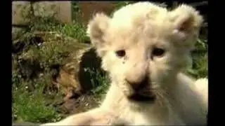 Five News | Cute White Lion Cubs