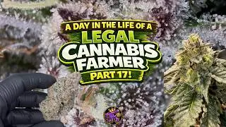A day in the life of a Legal Cannabis Farmer, Part 17!