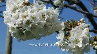 Eynesil Tanıtım Klibi - 2015 - Yasin SOFU - www.eynesilajans.com