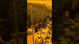 Day 21 defoliation