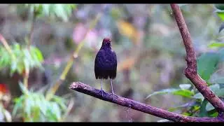 Chestnut-naped Antpitta call (Grallaria nuchalis) -- WFC