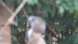 Hungry Squirrel 