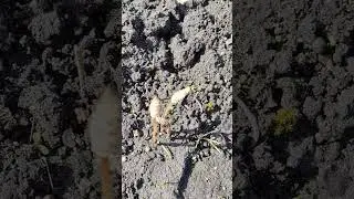 Что за чудо выросло?