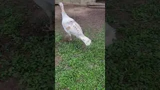 Turkey Hen Vocalizations