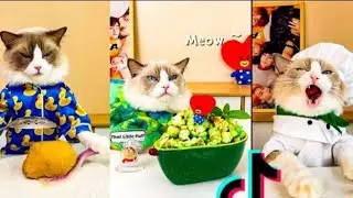Cats make food 2023 