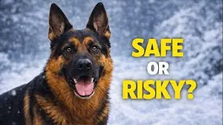 Don't Leave Your German Shepherd Outside Until You Watch This!
