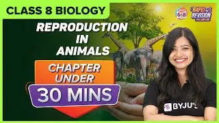 Reproduction in Animals | Full Chapter Revision under 30 mins | Class 8 Science