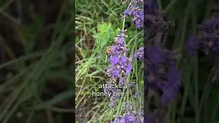 Bienenwolf - Attacke auf Honigbiene , Juli 2023