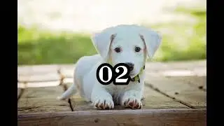 Amazing Top 3 Facts in hindi l Crab Facts l Space Facts