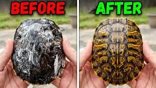 How to cure a red eared sliders shell rot!