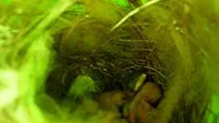 New born Birds 13 July 2009