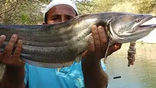 Fish Hunting||Incredible Big Patan fish catching||Big wallago fishing video||Unique fish catching
