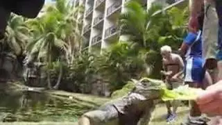 Iguana Feeding at the Rio Mar