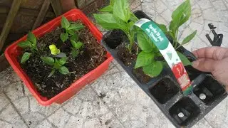 Jak przesadzić paprykę? - How to replant peppers? - Come ripiantare i peperoni? - 如何种植辣椒