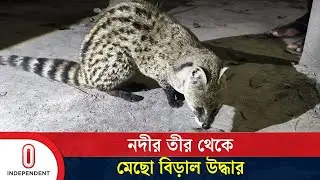 স্থানীয়দের উদ্যোগে নদীর তীর থেকে মেছো বিড়াল উদ্ধার | Fishing Cat | Independent TV