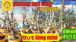 Phuong mai vang đang phát trực tiếp mai gia sieu re mại dô mại dô gọi số 0942583448