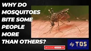 Why mosquitoes bite some people more than others