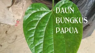 DAUN BUNGKUS PAPUA || OBAT HERBAL UNTUK PRIA