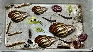 Wow 2026 Collecting, capturing insect Millipedes, worm, lizard, gecko, Snail