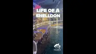 Shelldon Undergoes Annual Checkup