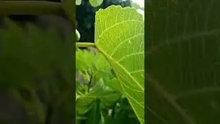 Our Figs Tree  🌳