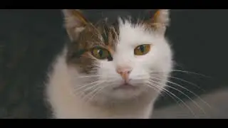 Cat Dance APT (ROS&Eacute; & Bruno Mars), Meow Meow Song #cats #catdance #catdancetiktok #meowsong #apt