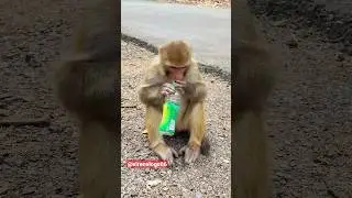 The monkey is drinking juice,it is very hot today🥵🤣🐒✌🏻#viral#shorts#trending#monkey#funny#video#love