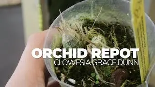 Orchid Repot: Clowesia Grace Dunn and a Surprise Mystery in the Catasetum Pot