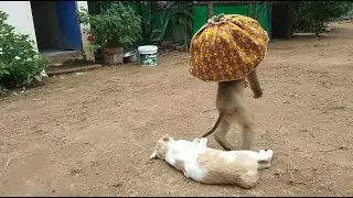 YaYa Happy To Helps Kitty Till Dancing So Sweet