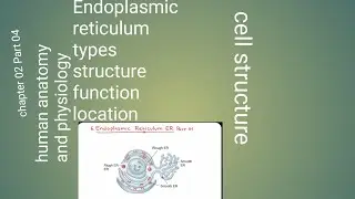 #endoplasmic reticulum structure type function  #biology #science #human anatomy #cell  