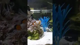 Snowflake clownfish in Xenia coral...