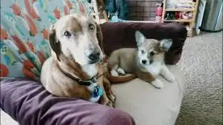 Bosom Buddies  - Rusty & Corgi Blais & Jerry Herman