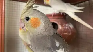 Beautiful Cocktail singing and chirping sounds | Most Beautiful Cocktail sounds