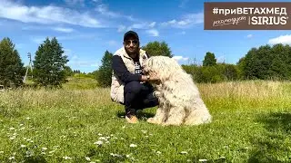 Breed Secrets. South Russian Shepherd Dog// #hellomed