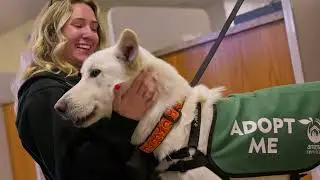 Dog Day Out: From Sonoma County Animal Services
