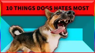 10 Things Dogs hates Most in Hindi | Facts of Dogs 2022