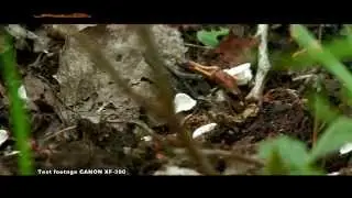 Canon XF-300 test footage