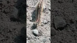 Raupe Ringelspinner blauer Streifen l&auml;ngs gestreift mit Haare Nachtfalter / Schmetterling