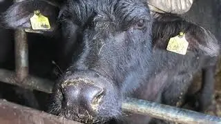 BUFFALO FARM TWENTE 2020