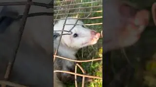 Another OPOSSUM In A LIVE TRAP #hunting #trapping #opossum #nature #shorts #subscribe