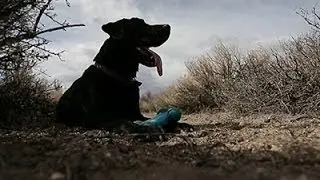 'Cadaver Dog' Sniffs Out Human Remains