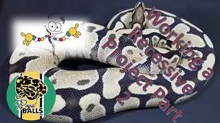 Breeding Ball Pythons; Working a recessive project part 2
