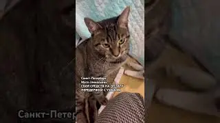Нужна помощь в оплате передержки Муси