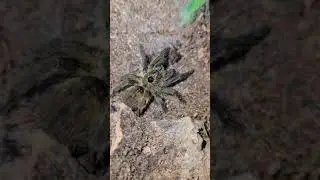 Ceratogyrus Brachycephalus takedown,  greater horned baboon #tarantula #feeding