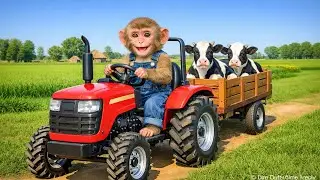 Monkey Farmer and His Tractor Save a Hurt Cow! - Monkey Farm Work | MyNi Monkey Farm