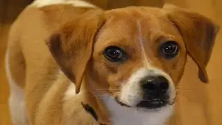 Jackabee | Jack russell beagle mix | Jack russell mix  - Top 11 facts
