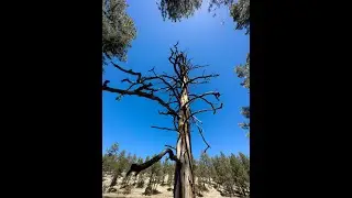 Arizona Trout Fishing -- Hulsey Lake
